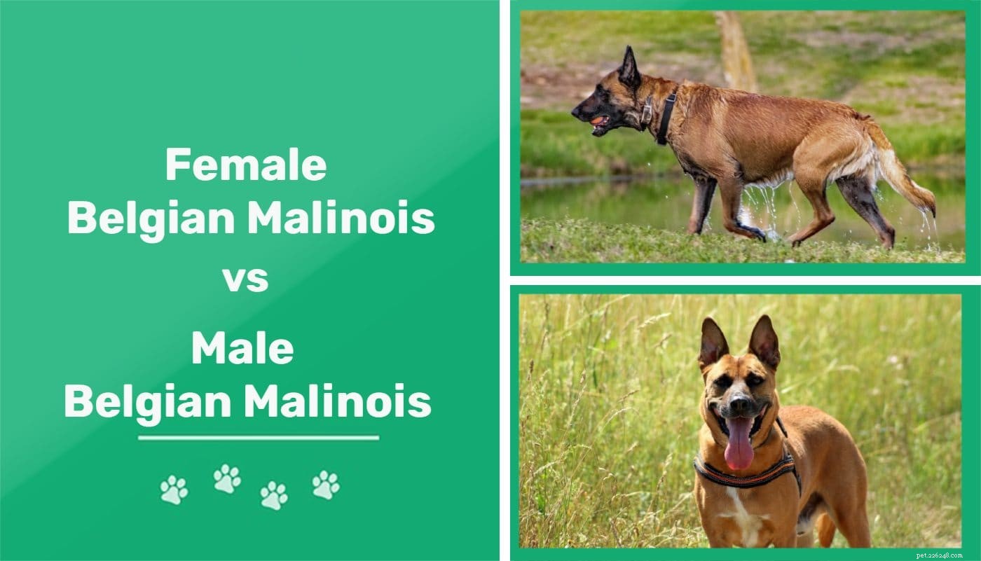 Man vs kvinnlig belgisk malinois:Vilka är skillnaderna?