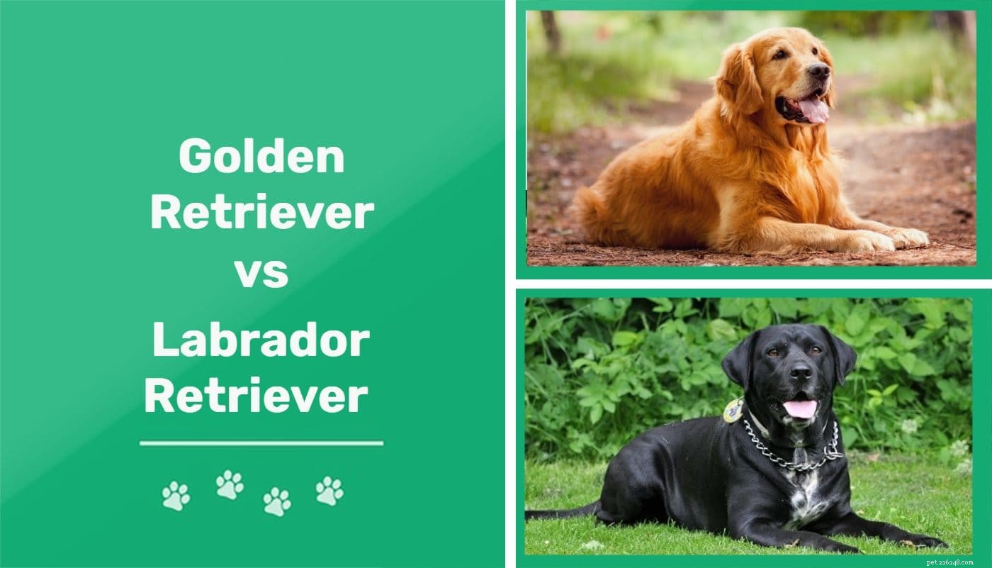 Golden Retriever vs Labrador Retriever:Vad är skillnaderna? (Med bilder)      