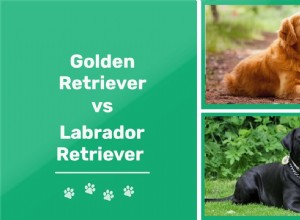 Zlatý retrívr vs labradorský retrívr:Jaké jsou rozdíly? (S obrázky)      