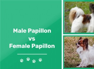 Самец папийона и самка папийона:в чем разница? (с картинками)