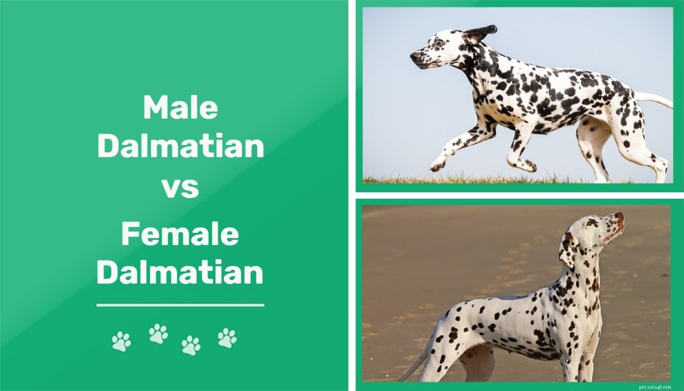 Manliga vs kvinnliga dalmatiner:Vad är skillnaderna? (med bilder)