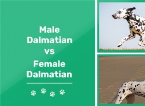 Muž vs Dalmatin:Jaké jsou rozdíly? (s obrázky)