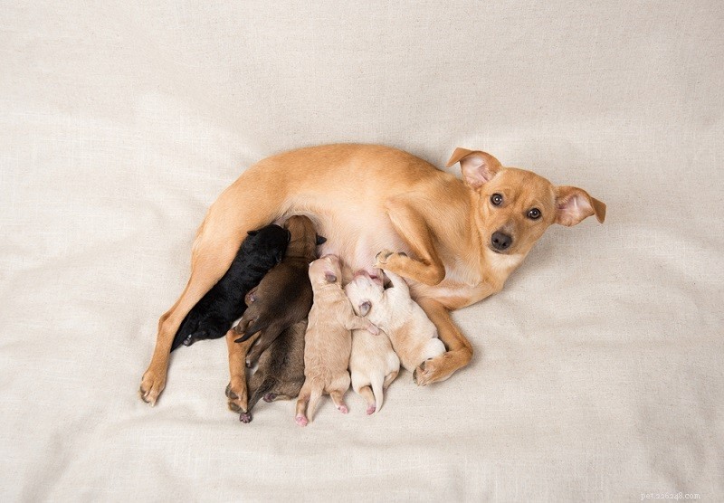 1匹の子犬が何匹生まれるのか（平均的な子犬のサイズと影響力のある要因） 