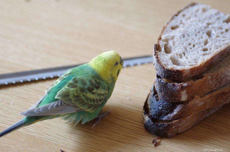 Můžou papoušci jíst chléb? Co potřebujete vědět!