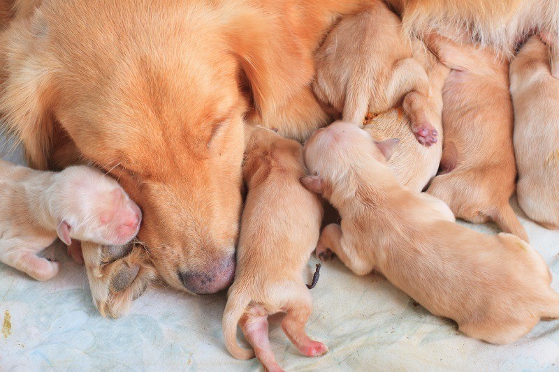 Hoe lang moet een puppy verzorgd worden door zijn moeder?