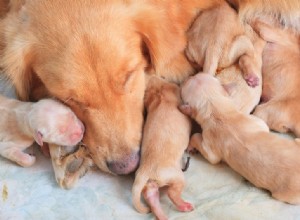 Jak dlouho by mělo být štěně kojeno matkou?