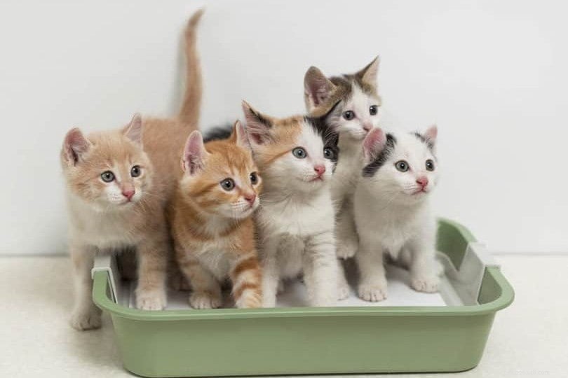 Hur många kattungar föds i en kull? (Genomsnittliga kullstorlekar och inflytelserika faktorer)
