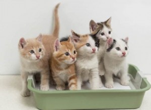 一腹に何匹の子猫が生まれますか？ （平均同腹児数と影響因子） 
