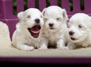 Как избавиться от блох у новорожденных щенков (и что нужно сделать перед этим!)