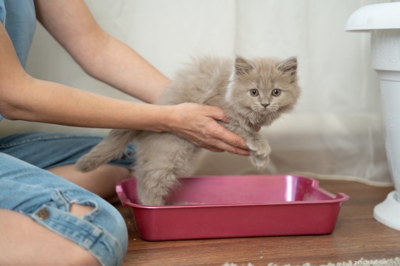 Hoe u uw kitten traint om de kattenbak te gebruiken (stapsgewijze handleiding)