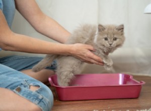 子猫がトイレを使うように訓練する方法（ステップバイステップガイド） 