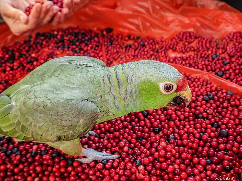 Můžou papoušci jíst brusinky? Co potřebujete vědět!