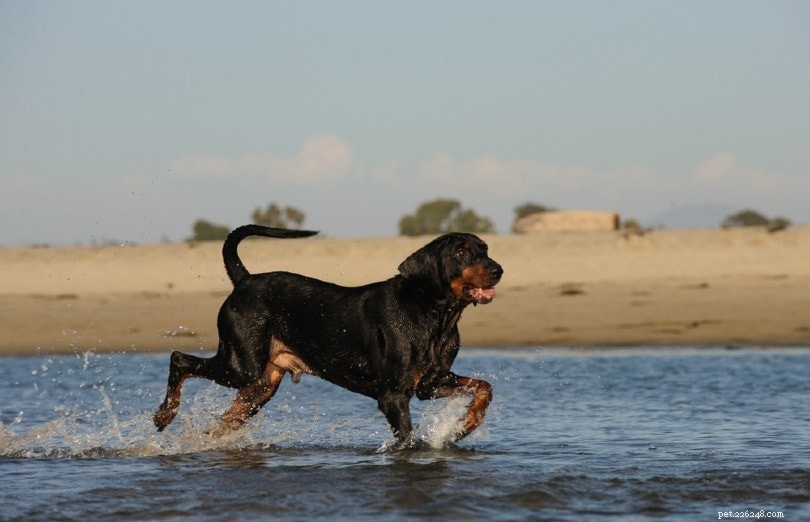 6 typer av Coonhounds