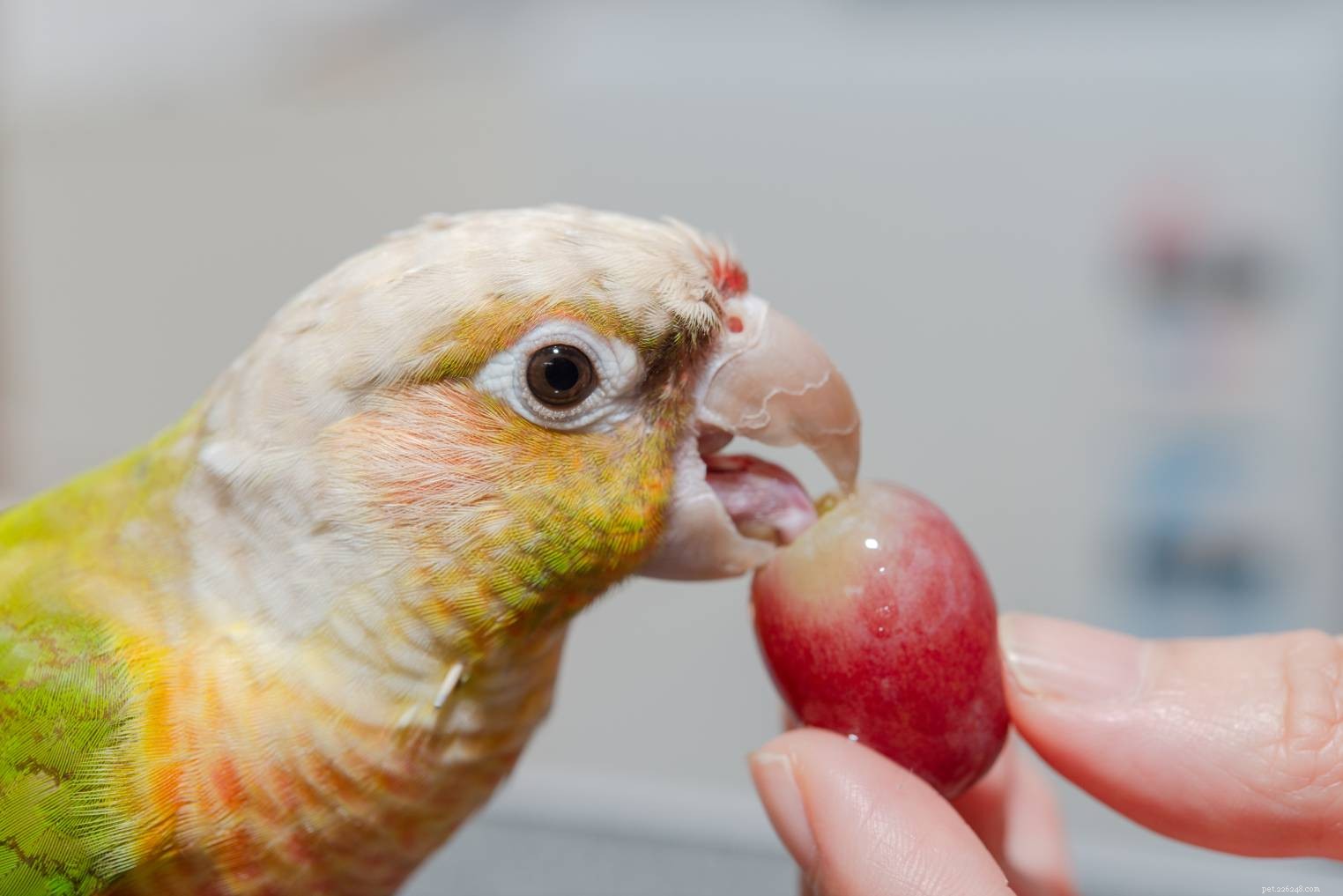 Kan conures äta vindruvor? Vad du behöver veta!