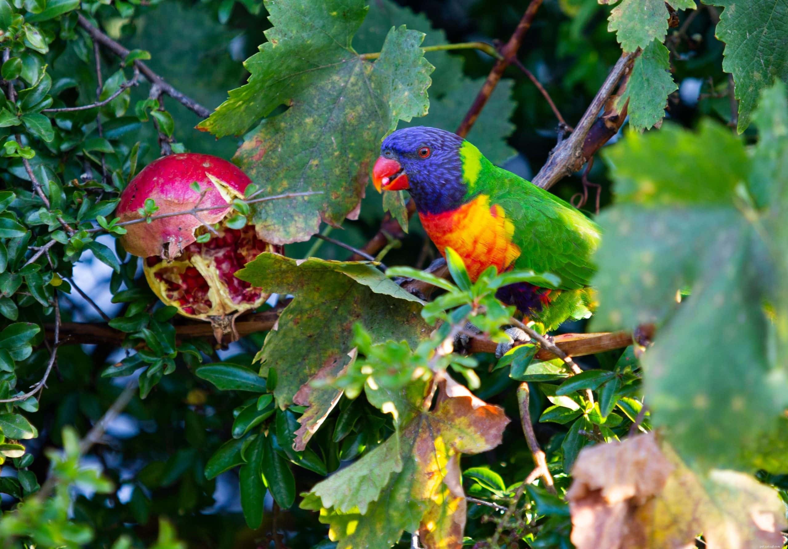 Kan papegojor äta granatäpple? Vad du behöver veta!
