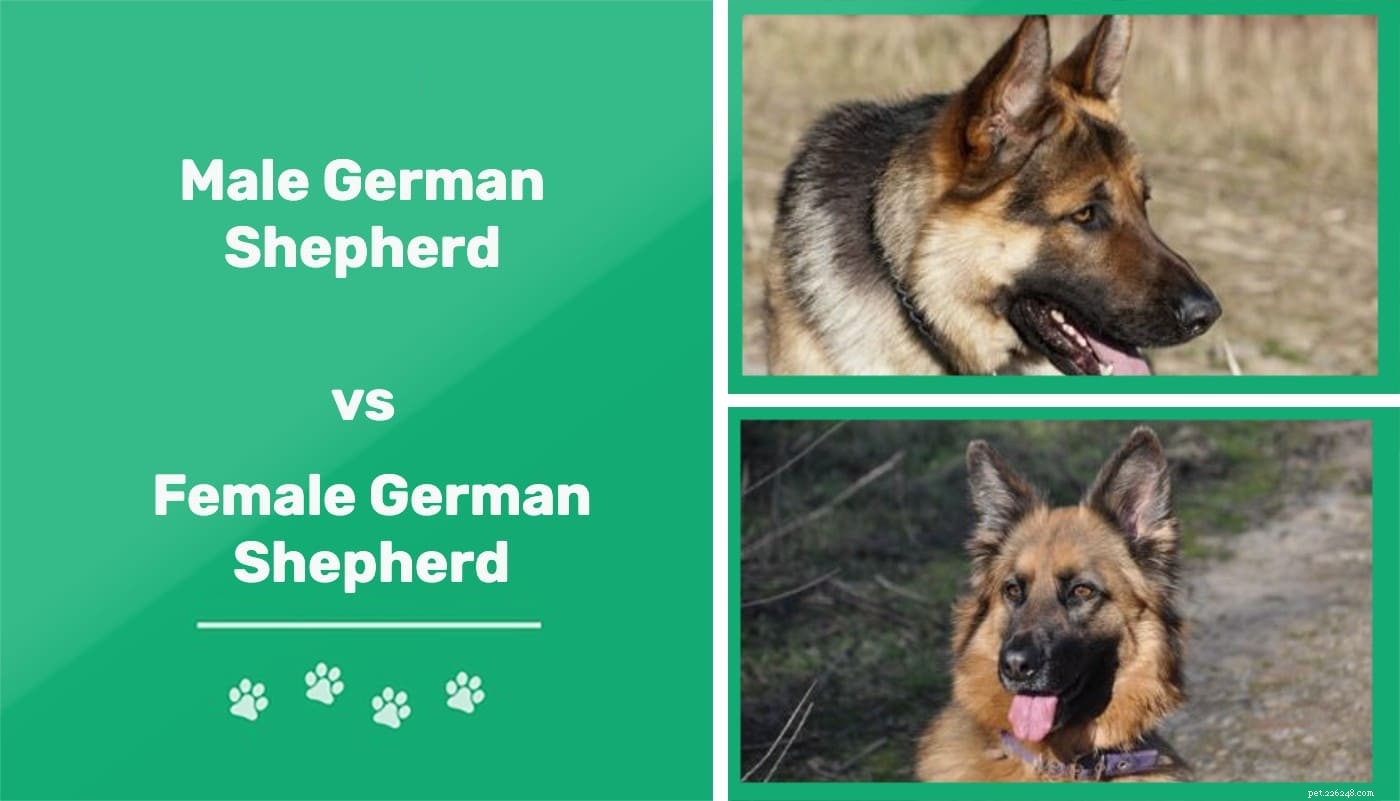 Německý ovčák vs. fena německého ovčáka:Jaký je rozdíl? 