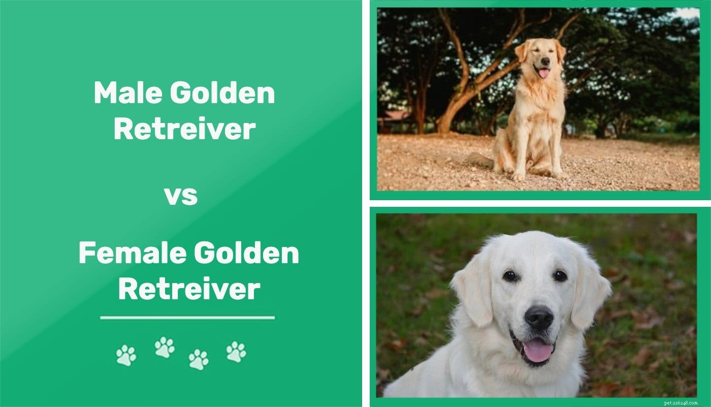 Mannelijke Golden Retriever versus Vrouwelijke Golden Retriever:wat is het verschil?