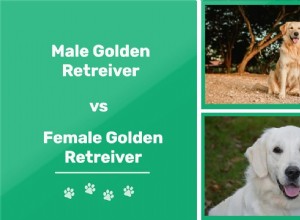 Samec zlatého retrívra vs. samice zlatého retrívra:Jaký je rozdíl?
