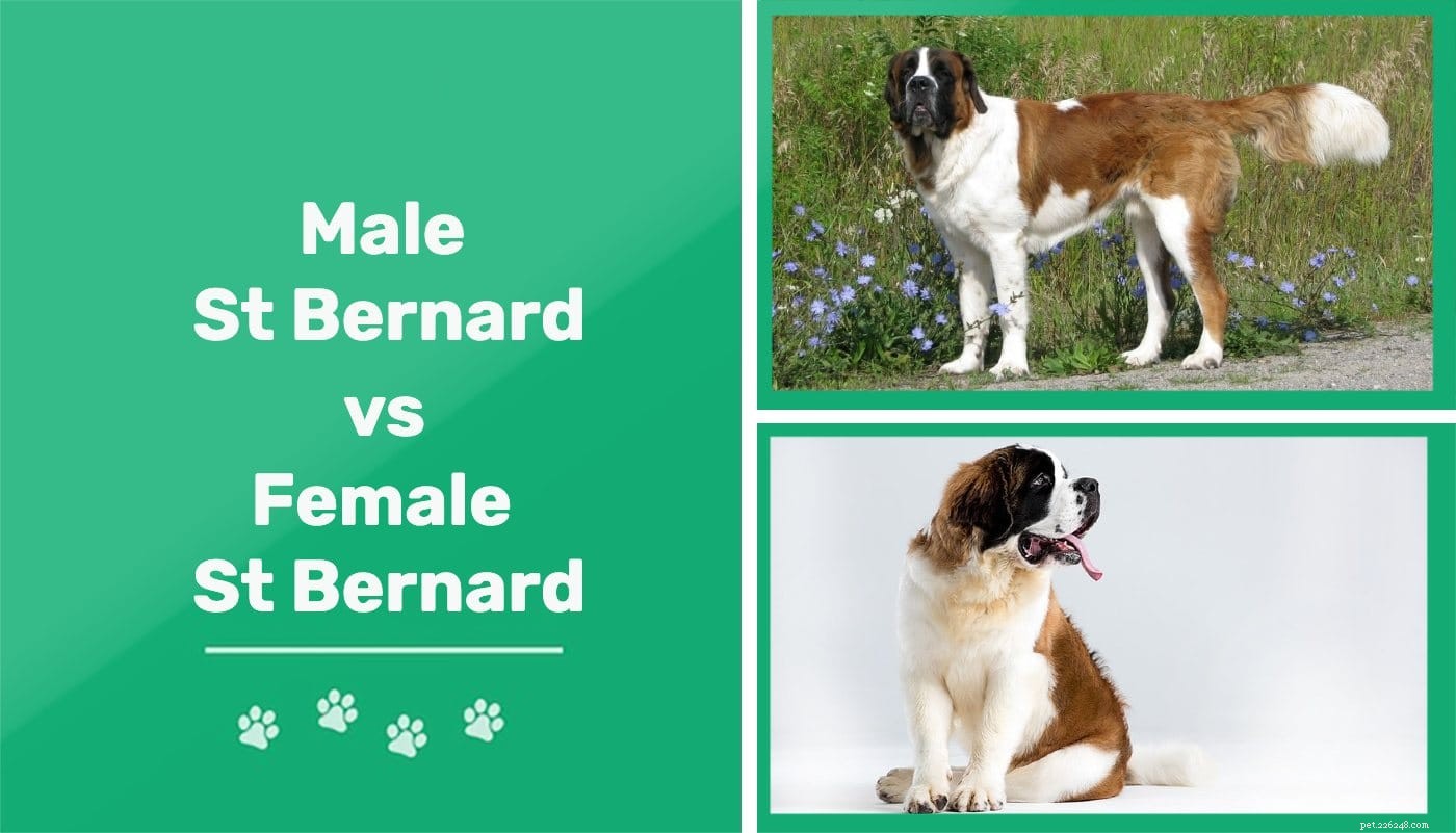 São-bernardos machos x são-bernardos fêmeas:quais são as diferenças?