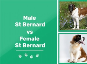 남성 St. Bernards 대 여성 St. Bernards:차이점은 무엇입니까?