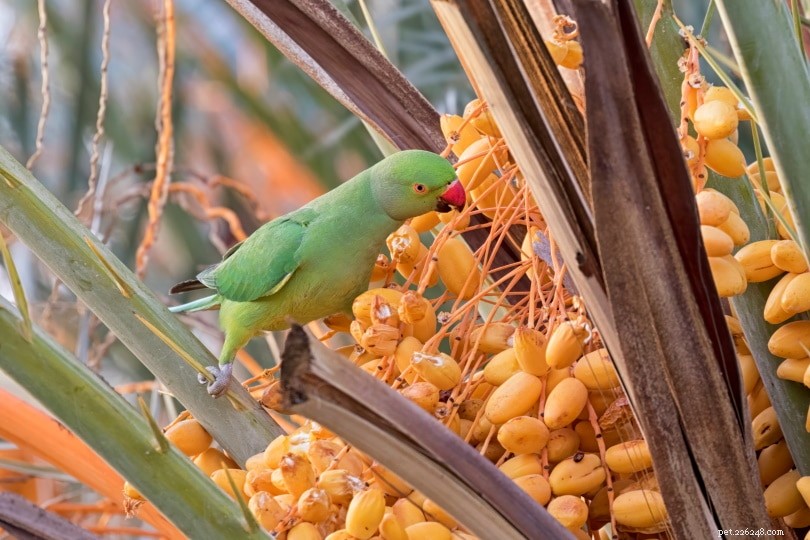 Kan papegojor äta dadlar? Vad du behöver veta!