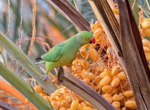 Můžou papoušci jíst datle? Co potřebujete vědět!