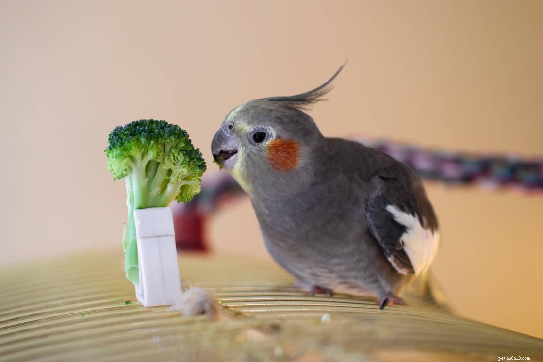 Můžou papoušci jíst brokolici? Co potřebujete vědět!