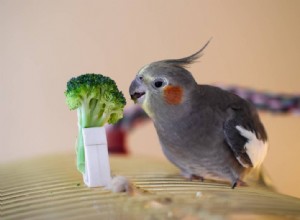 Могут ли попугаи есть брокколи? Что вам нужно знать!