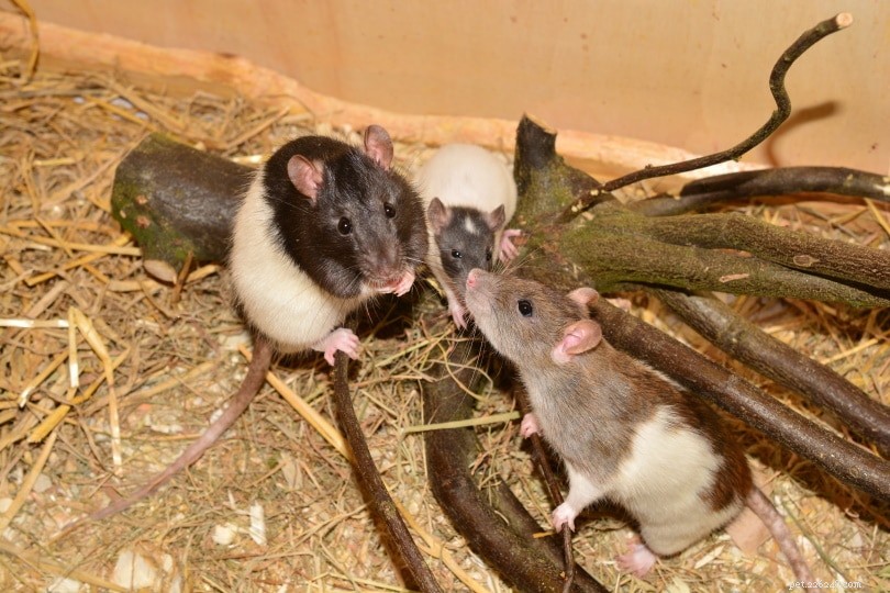 50+ увлекательных и забавных фактов о крысах, которых вы никогда не знали!