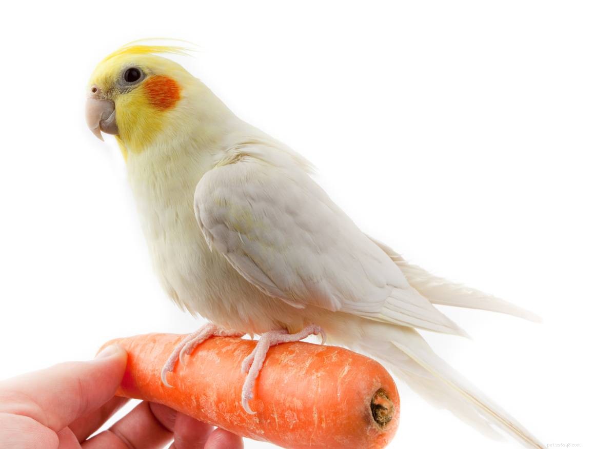 Můžou kakaduové jíst mrkev? Co potřebujete vědět!