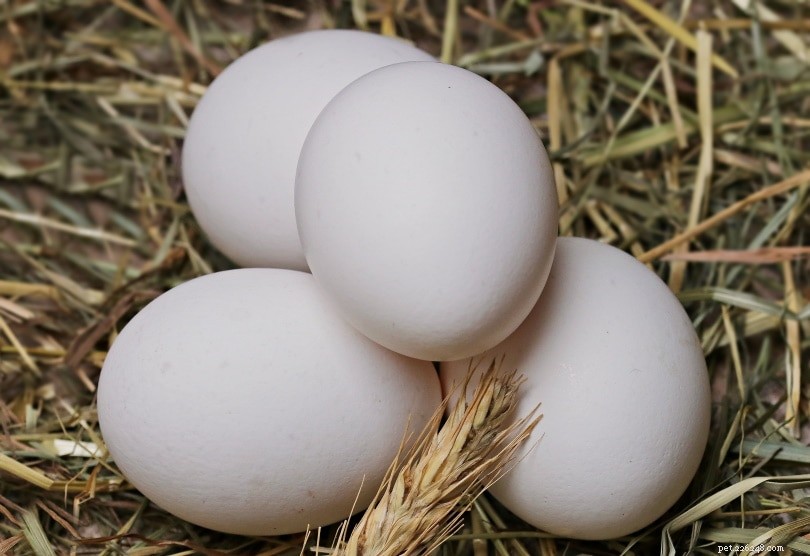 I pappagalli possono mangiare le uova? Cosa devi sapere!