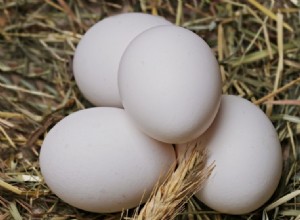 Могут ли попугаи есть яйца? Что вам нужно знать!