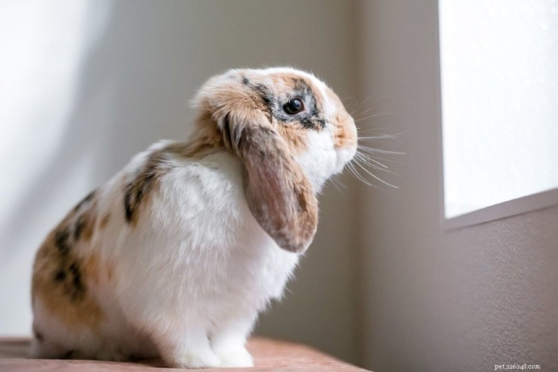 Depression hos kaniner:tecken, orsaker, behandlingar och mer (Veterinärens svar)