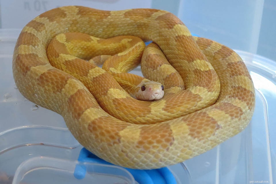 30 forme di serpente del mais più rare