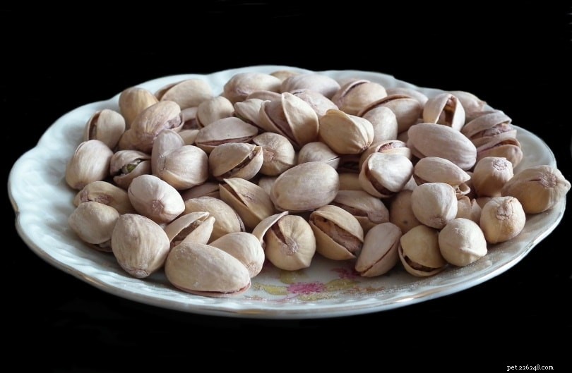 Kan Cockatiels äta pistagenötter? Vad du behöver veta!