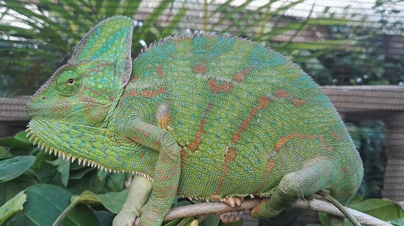 Barvy chameleona se závojem:Tabulka barev nálady a významy (s obrázky)