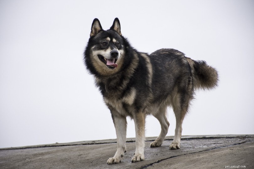 10 miti e idee sbagliate sul husky siberiano:è ora di smettere di crederci