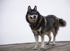 10 mýtů a mylných představ o sibiřském husky:Je čas jim přestat věřit