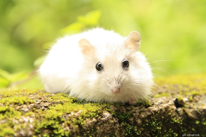 6 grootste mythes en misvattingen over hamsters:het is tijd dat we deze niet meer geloven