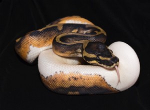 12 nejvzácnějších morfů Ball Python (s obrázky)