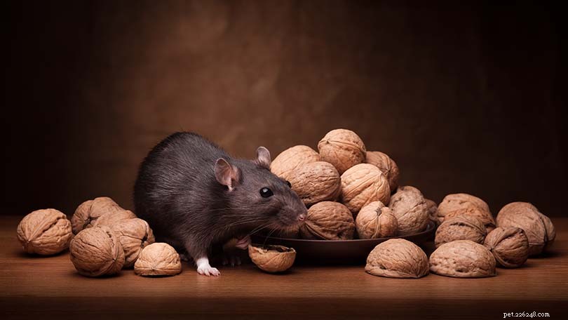 Kan råttor äta valnötter? Vad du behöver veta!