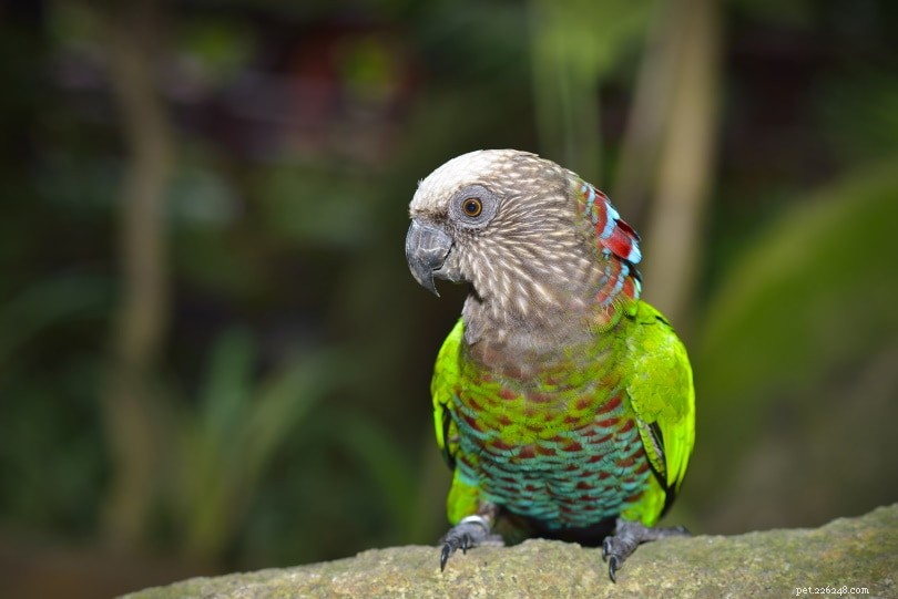 Papoušek jestřábí hlava (červený vějíř)