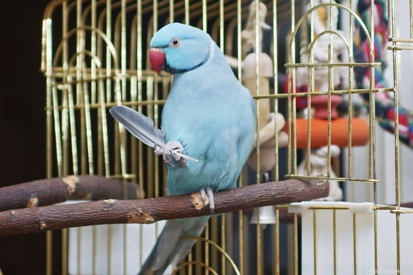 Голубой индийский длинношейный попугай