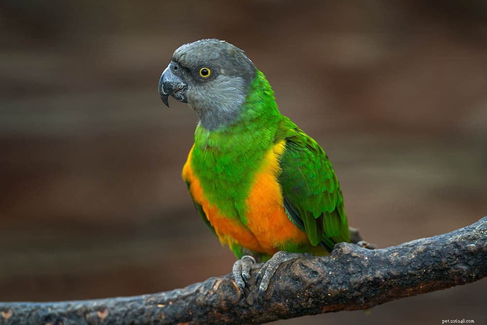 Perroquet du Sénégal
