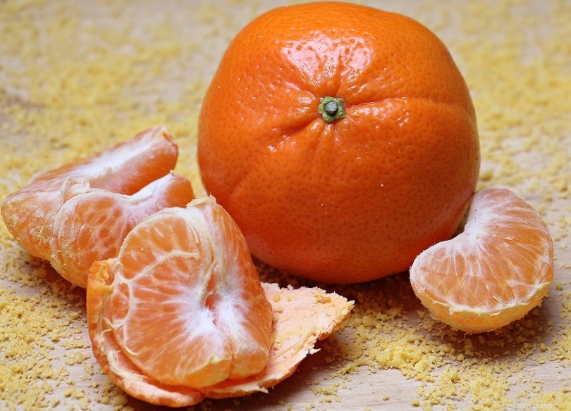 I topi possono mangiare le arance? Cosa devi sapere!