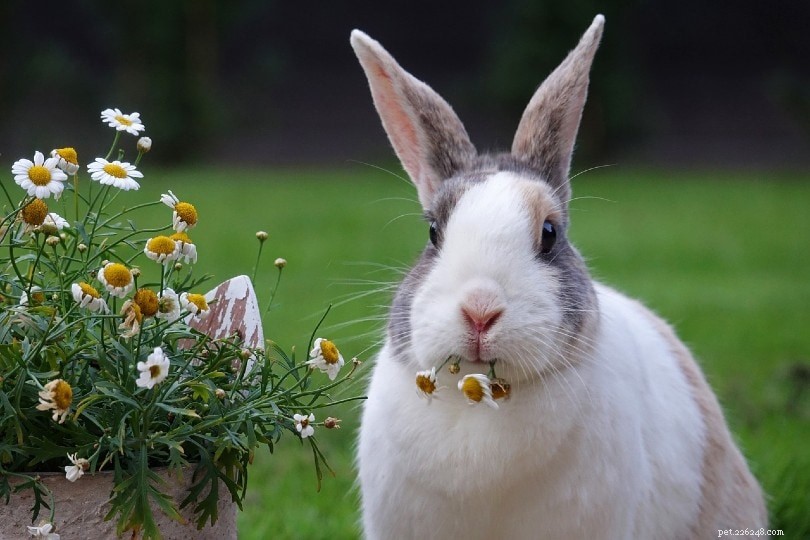36 fascinujících a zábavných faktů o králících, o kterých jste nikdy nevěděli