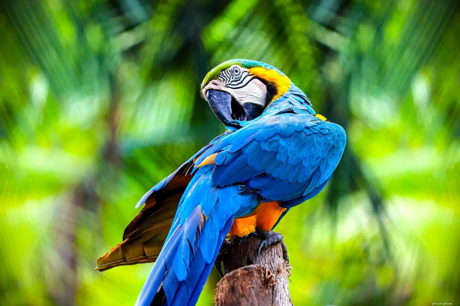 6 fascinujících a zábavných faktů o papoušcích, o kterých jste pravděpodobně nikdy nevěděli