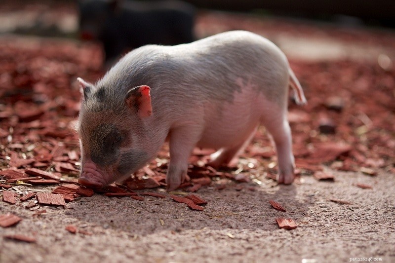 Combien coûte un mini cochon ? (Guide des prix 2022)