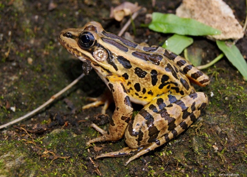 버지니아에서 22마리의 개구리 발견