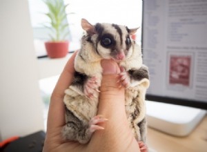 10 fascinujících a zábavných faktů o cukrovém kluzáku, o kterých jste nikdy nevěděli